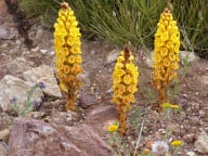 Cistanche
