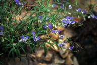Polygala Tenuifolia