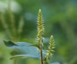 Radix Achyranthis