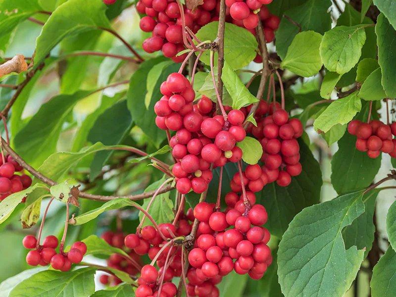Schisandra